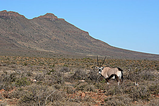 南非大羚羊,羚羊,自然保护区,西海角,南非,非洲