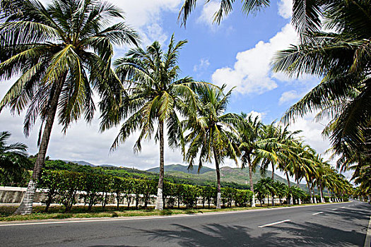 三亚湾林荫道路