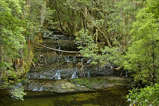 秋天,松树,山谷,奥弗兰,摇篮山,国家公园,塔斯马尼亚,澳大利亚