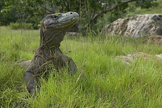 科摩多巨蜥,科摩多龙,成年,草丛,林卡岛,科莫多国家公园,印度尼西亚
