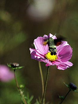 波斯菊