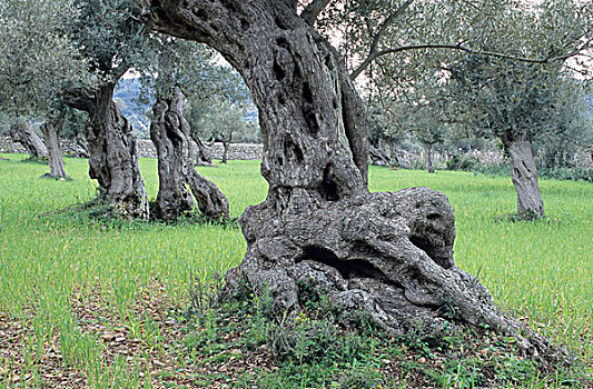 古老,橄榄树,欧橄榄,马略卡岛,西班牙,欧洲
