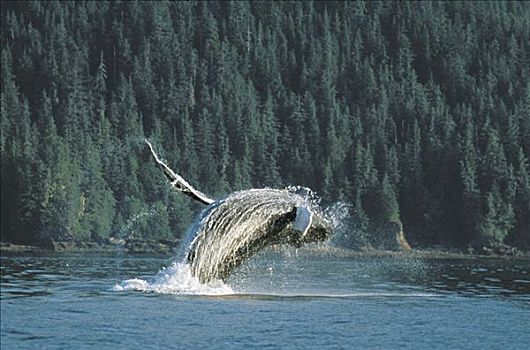 阿拉斯加,通加斯国家森林,驼背鲸,鲸跃