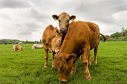 三个,母牛,站立,地点,基尔肯尼郡,爱尔兰