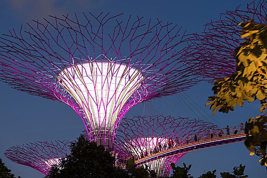 花园,高,水平,人行道,夜晚,新加坡
