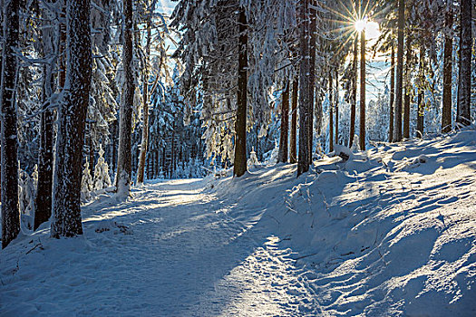 积雪,冬日树林,小路,太阳,格罗塞尔,法兰克福,黑森州,德国