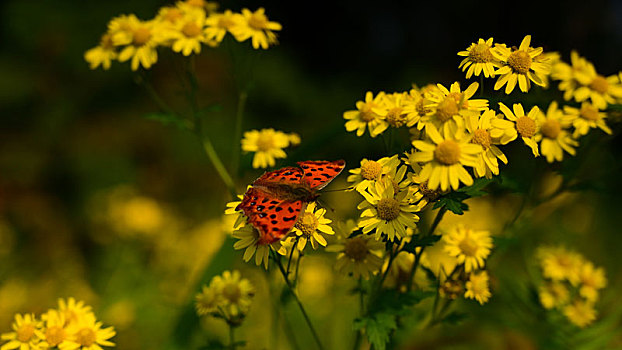 生活,花卉