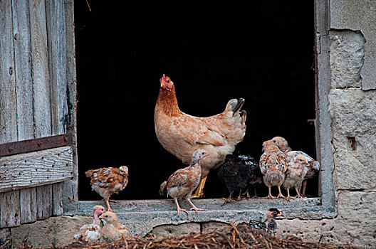 鸡,农场,框架,入口