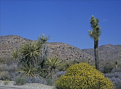 左边,莫哈韦沙漠,丝兰,右边,约书亚树,短叶丝兰,约书亚树国家公园,加利福尼亚,美国