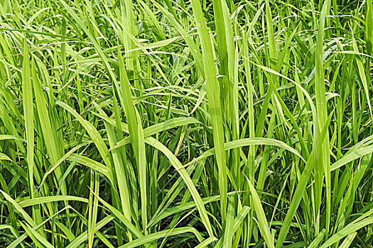 稻米,绿叶,培育,植物
