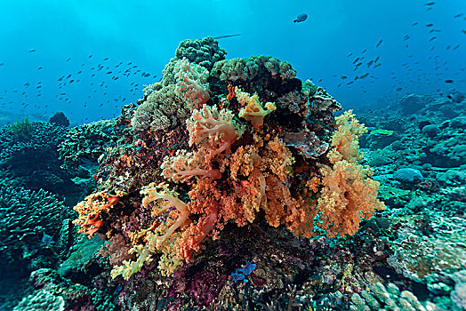 珊瑚,橘树,巴厘岛,印度尼西亚,亚洲