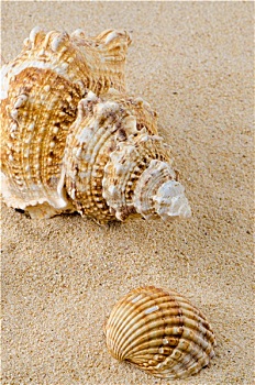 海螺壳,贝壳,沙滩