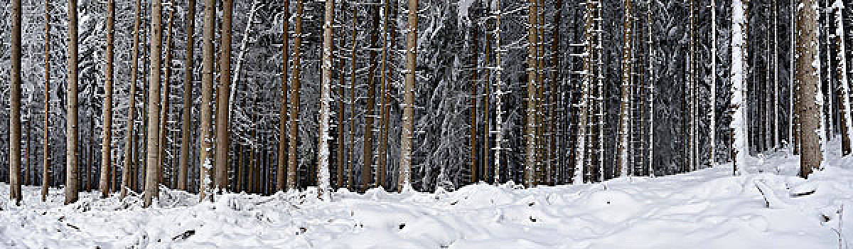 树林,冬天,巴伐利亚,德国,欧洲