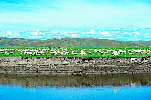 内蒙古河畔的羊群