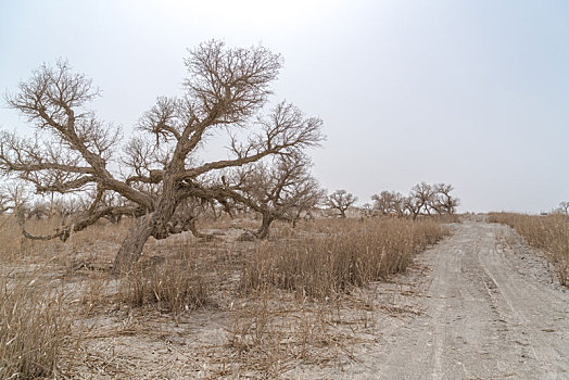新疆巴州荒漠道路