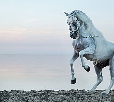壮观,白马,驰骋,海滩
