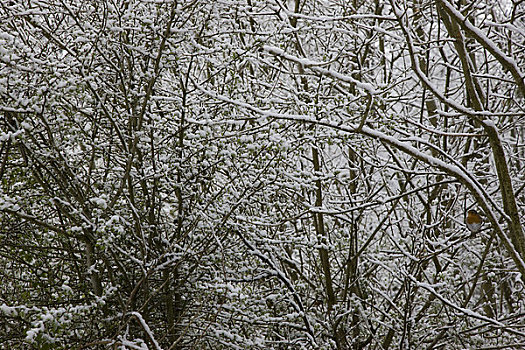 树上,枝条,积雪