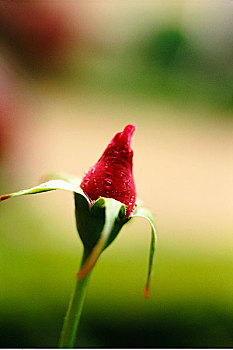 特写,玫瑰花蕾