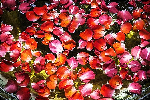 红色,花瓣,玫瑰,水上