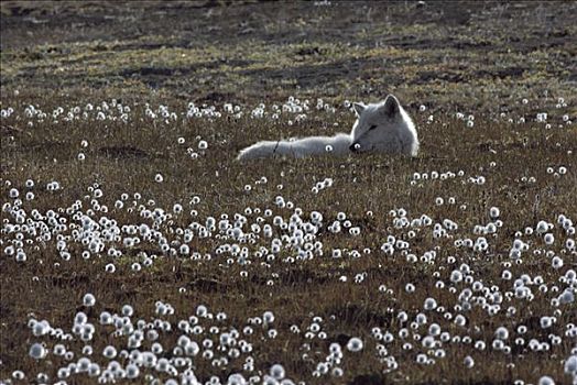 北极狼,狼,休息,盛开,艾利斯摩尔岛,加拿大