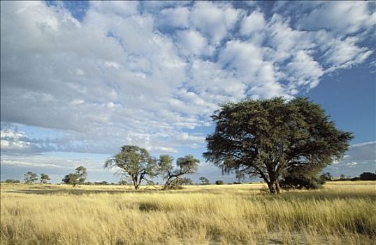 卡拉哈里沙漠,场景,卡拉哈迪大羚羊国家公园,干燥,草地,大草原,树,南非
