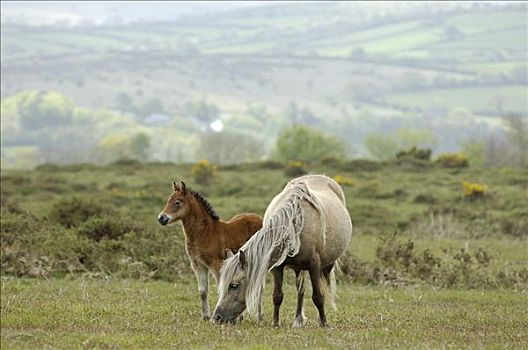 小马,达特姆尔高原,国家公园,德文郡,英格兰
