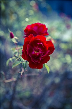 红色,玫瑰,秋季