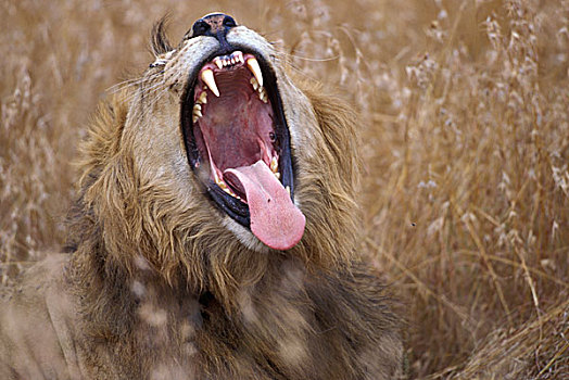 肯尼亚,马塞马拉野生动物保护区,雄性,狮子,牙齿,哈欠,高草,热带草原