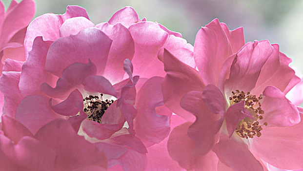 美国,华盛顿,特写,玫瑰花,画廊,大幅,尺寸