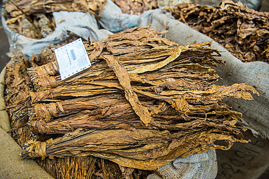 干燥,烟草,叶子,拍卖,利隆圭,马拉维,非洲