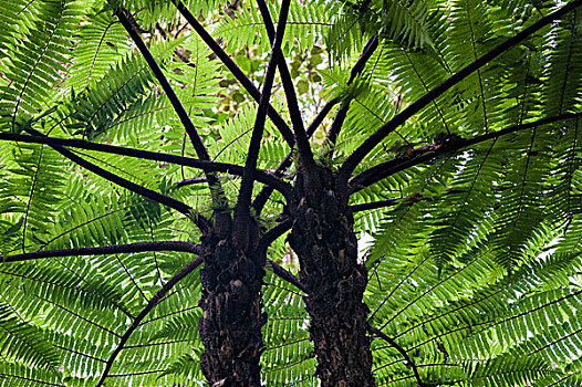 大树,蕨类,安达斯巴曼塔迪亚国家公园,马达加斯加,非洲