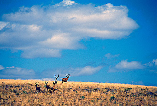 长耳鹿,公鹿,草原,俄勒冈,美国