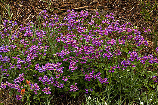 钓钟柳属,紫色,花,雷尼尔山,瀑布山,华盛顿,美国