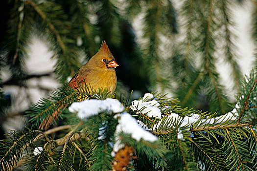 主红雀,雌性,云杉,冬天