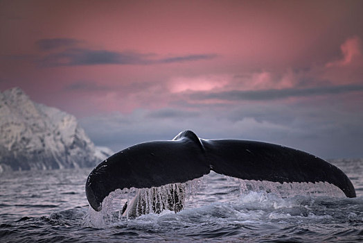 驼背鲸,特罗姆斯,挪威