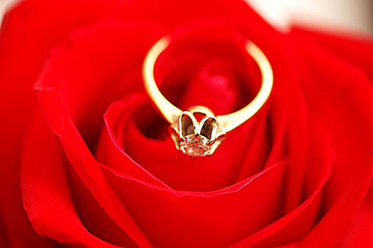 黄金,戒指,钻石,红玫瑰