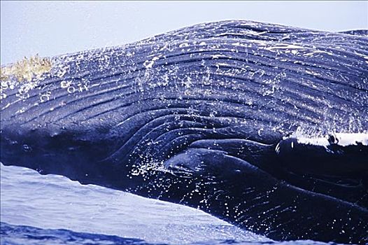 夏威夷,特写,驼背鲸,大翅鲸属,鲸鱼,鲸跃