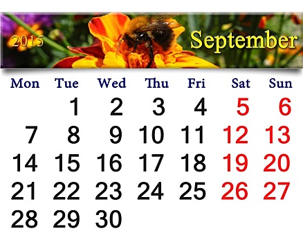 日程,九月,大黄蜂,万寿菊