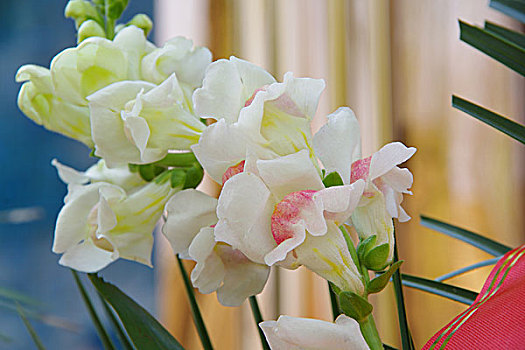 金鱼草图片_金鱼草图片大全_金鱼草图片素材