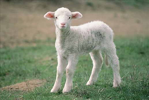家羊,绵羊,羊羔,袋鼠,岛屿,澳大利亚