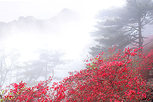 麻城杜鹃花