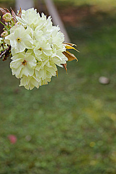 黄白色的樱花