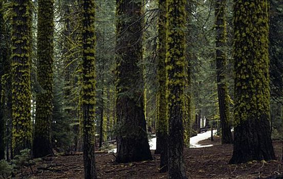 冷杉,树林,加利福尼亚,美国