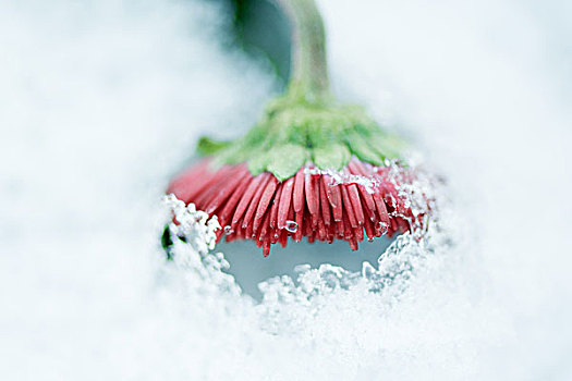 花,出现,雪