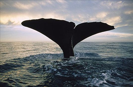 抹香鲸,尾部,日落,新西兰