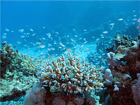 珊瑚礁,海底,深度,背景,深海