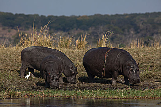 河马,三个,觅食,岸边,乔贝国家公园,博茨瓦纳