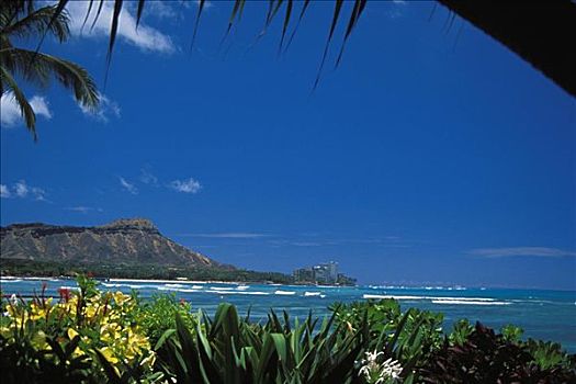 夏威夷,瓦胡岛,钻石海岬,怀基基海滩,热带,花,前景