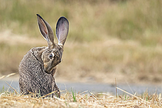 北美野兔,兔属,毛皮,雷斯岬,国家海岸,加利福尼亚,美国