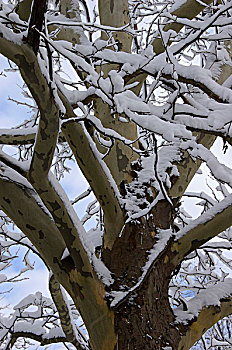 美国,马萨诸塞,新英格兰,读,山毛榉树,雪后